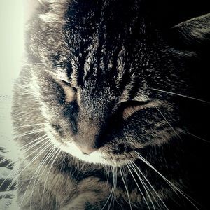 Meet your Posher, Mikaili